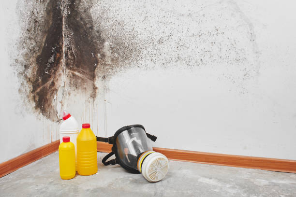 Best Mold Removal Near Me  in Bloomingburg, OH
