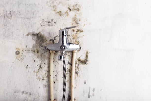 Best Toxic Mold Removal  in Bloomingburg, OH