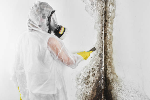 Certified Mold Removal in Bloomingburg, OH