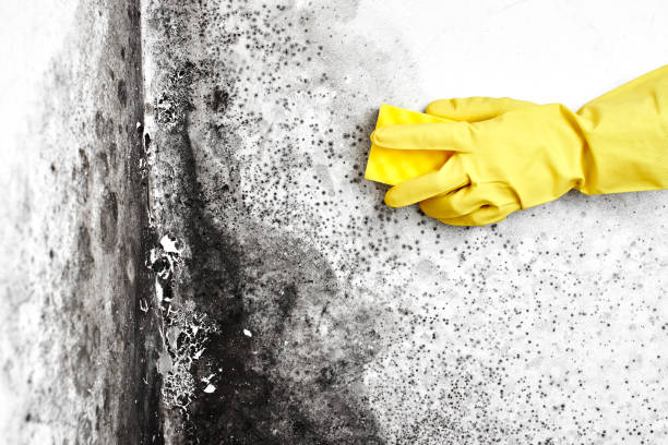Best Attic Mold Removal  in Bloomingburg, OH