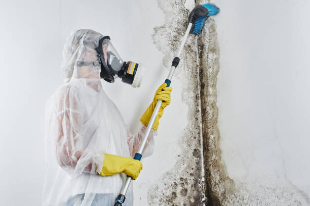 Best Professional Mold Removal  in Bloomingburg, OH