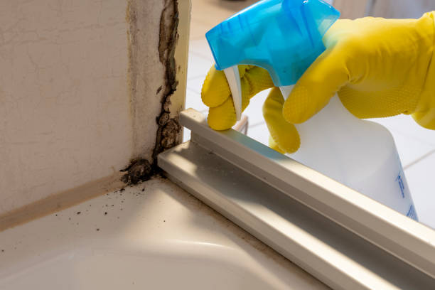 Best Local Mold Removal Service  in Bloomingburg, OH