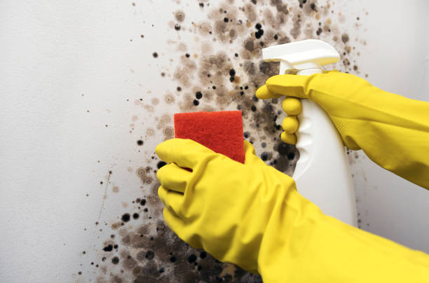 Best Residential Mold Removal  in Bloomingburg, OH
