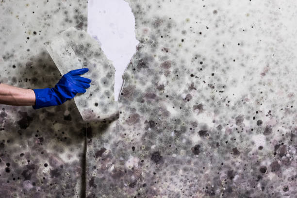 Best Certified Mold Removal  in Bloomingburg, OH